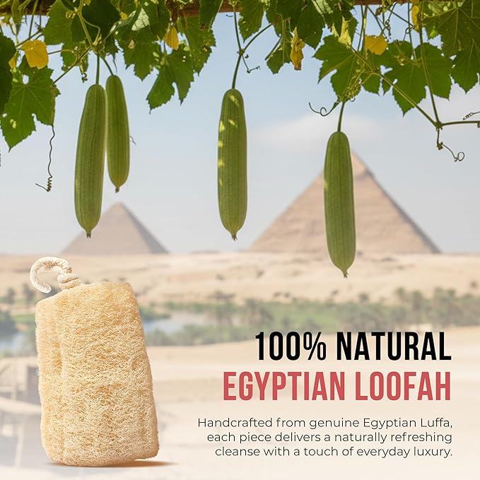 CraftsOfEgypt Natural Loofah Sponge – Egyptian Luffa Body Scrubber Pack of 2 for Men & Women, Natural Bath & Shower Loofah Exfoliator, All Natural Loofah Sponges for Face Back & Body, 6" x 6"